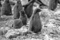 Adelie Penguin chick- Pygoscelis adeliae - in colony. Wildlife at Paulet Island, Antarctica. Black and white photography