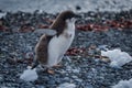 Adelie penguin chick running along stony beach Royalty Free Stock Photo