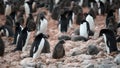 Adelie Penguins - Pygoscelis adeliae - cute grey fluffy chicks between adults in colony. Wildlife at Paulet Island, Antarctica Royalty Free Stock Photo