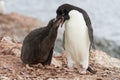 Adelie penguin chicks that feeds near the nest Royalty Free Stock Photo