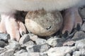 Adelie penguin chicks hatching. Royalty Free Stock Photo