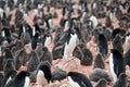 Adelie Penguins - Pygoscelis adeliae - cute grey fluffy chicks and adults in penguin colony. Wildlife at Paulet Island, Antarctica Royalty Free Stock Photo