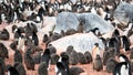 Adelie Penguins - Pygoscelis adeliae - cute grey fluffy chicks in penguin colony. Wildlife at Paulet Island, Antarctica Royalty Free Stock Photo