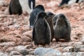 Adelie Penguin chicks - Pygoscelis adeliae - cute grey fluffy chicks in colony. Wildlife at Paulet Island, Antarctica