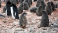 Adelie Penguins - Pygoscelis adeliae - cute grey fluffy chicks in kindergarten of colony. Wildlife at Paulet Island, Antarctica