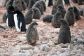 Adelie Penguins - Pygoscelis adeliae - cute grey fluffy chicks in kindergarten of colony. Wildlife at Paulet Island, Antarctica