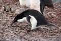 Adelie penguin collecting a pebble in Antarctica