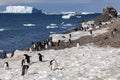 Adelie penguin colony - Antarctic Peninsula in Antarctica