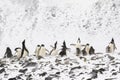 An Adelie Penguin Colony with a lot of penguins holding their head up