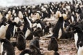 Adelie Penguin Colony, one penguin holding its head up