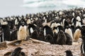 An Adelie Penguin Colony, one penguin looking towards camera