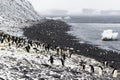 Adelie Penguin Colony on a slope and beach