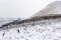 An Adelie Penguin Colony on a slope