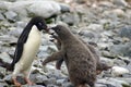 Adelie penguin feeding chicks in Antarctica