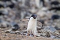 Adele penguin hikes down the stoney beach to the water