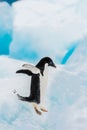 Adelie penguin on the ice Royalty Free Stock Photo
