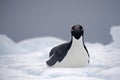 Adelie Penguin on ice, Weddell Sea, Anarctica Royalty Free Stock Photo