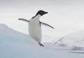 Adelie Penguin on an Iceberg Royalty Free Stock Photo