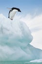 Adelie Penguin jumping from iceberg Royalty Free Stock Photo