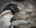 Adelie Penguin, juvenile changing feathers, Royalty Free Stock Photo