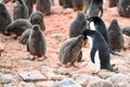 Adelie Penguin mother feeding the cute grey fluffy chick, Paulet Island, Antarctica