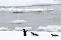 Adelie Penguin Royalty Free Stock Photo