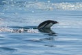 Adelie penguin porpoising,Paradise bay ,