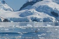 Adelie penguin porpoising,Paradise bay , Antarctic peninsula,