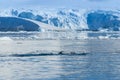 Adelie penguin porpoising,Paradise bay , Royalty Free Stock Photo