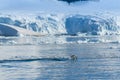 Adelie penguin porpoising,Paradise bay , Antarctic peninsula,