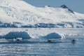 Adelie penguin porpoising,Paradise bay , Antarctic peninsula,