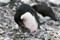 ADELIE PENGUIN pygoscelis adeliae, ADULT FEEDING CHICK, PAULET ISLAND, ANTARCTICA