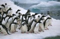 ADELIE PENGUIN pygoscelis adeliae, COLONY ON PAULET ISLAND, ANTARCTICA