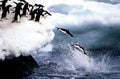 ADELIE PENGUIN pygoscelis adeliae, COLONY ON PAULET ISLAND, GROUP LEAPING INTO OCEAN, ANTARTICA