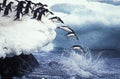 ADELIE PENGUIN pygoscelis adeliae, COLONY ON PAULET ISLAND, GROUP LEAPING INTO OCEAN, ANTARTICA