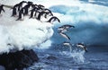 Adelie Penguin, pygoscelis adeliae, Group Leaping into Ocean, Paulet Island in Antarctica