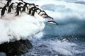 ADELIE PENGUIN pygoscelis adeliae, GROUP LEAPING INTO WATER, PAULET ISLAND IN ANTARCTICA