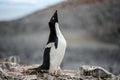 Adelie Penguin - Pygoscelis adeliae - calling out in colony. Wildlife at Paulet Island, Antarctica