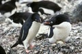 ADELIE PENGUIN pygoscelis adeliae, PAIR AT NEST, PAULET ISLAND, ANTARCTICA