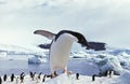 Adelie Penguin, pygoscelis adeliae, Paulet Island in Antarctica