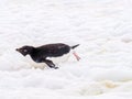 Adelie penguin, Pygoscelis adeliae, sliding across snow, Petermann Island, Antarctic Peninsula, Antarctica