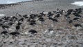 Adelie Penguin rookery, Paulet Island, Antarctica, short