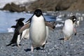 Adelie penguin running along beach flippers raised Royalty Free Stock Photo
