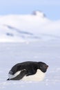 Adelie penguin on the sea ice in Antarctica