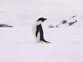 Adelie penguin in the snow