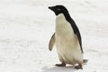 An Adelie Penguin standing in the snow