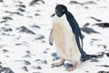 An Adelie Penguin standing in the snow