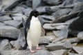 Adelie Penguin standing on stones at Paulet Island, Antarctica Royalty Free Stock Photo