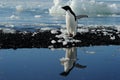 Adelie Penguin Royalty Free Stock Photo