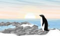 Adelie Penguin stands on rocks on shore and looks out to ocean